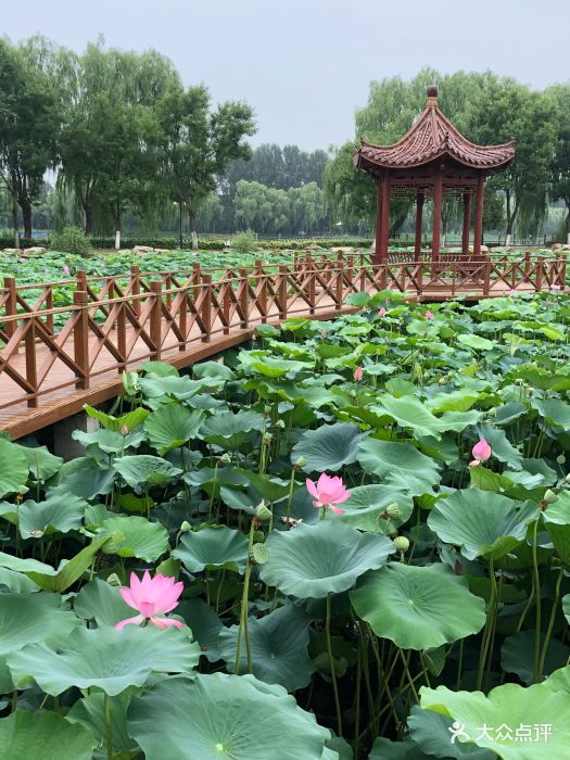 稻香湖自然湿地公园-图片-北京周边游-大众点评网