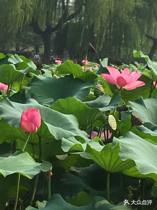 荷花池公园图片 - 第71张