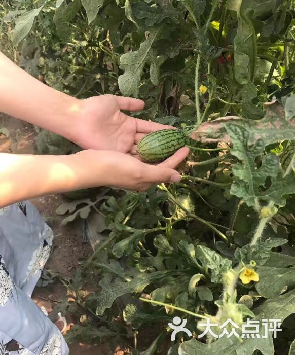 老李西瓜采摘图片 - 第14张