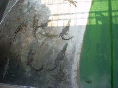 鳄鱼岛门票_地址_地图_攻略(图)-斗门