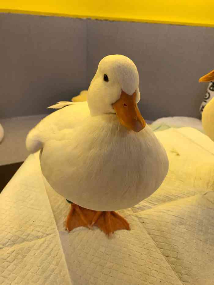 萌季·柯尔鸭咖*冲鸭*吸猫*撸狗咖啡体验馆