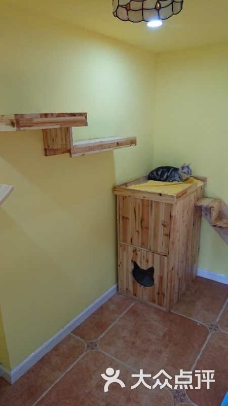 麒麟猫咪寄养酒店宠物猫洗护spa