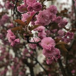 大洋湾樱花园门票_地址_地图_攻略(图)-盐城