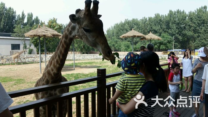 北京野生动物园-初一饺子5的相册-北京景点