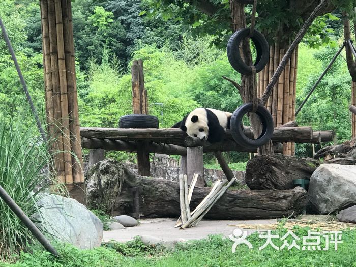 都江堰熊猫乐园景区图片 - 第5张