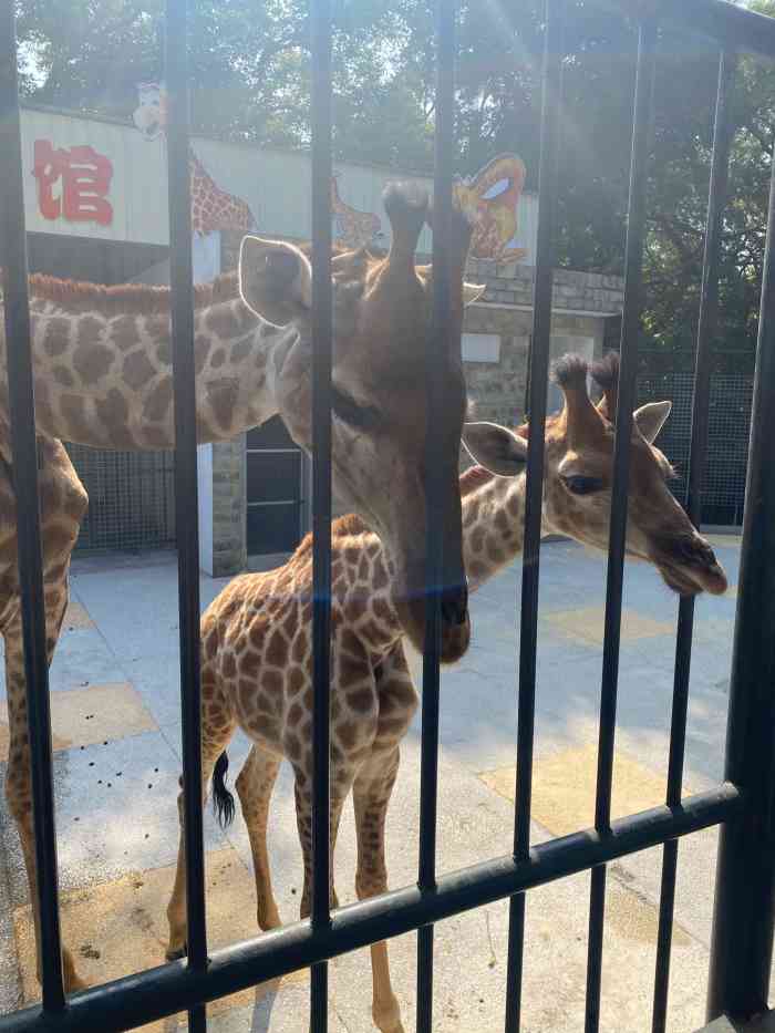 汕头动物园-"动物种类对得起票价,还有动物表演,不错不.