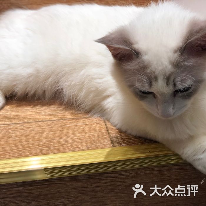 猫公爵猫活体售卖美容寄养