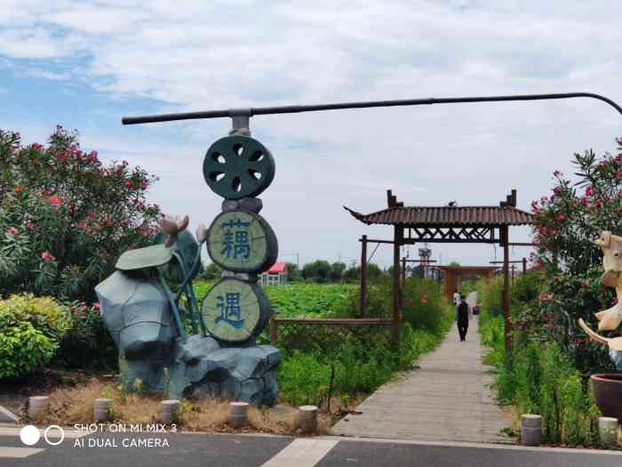 莲泗荡风景区-"端午去玩的,这边的荷花开的还可以,没.