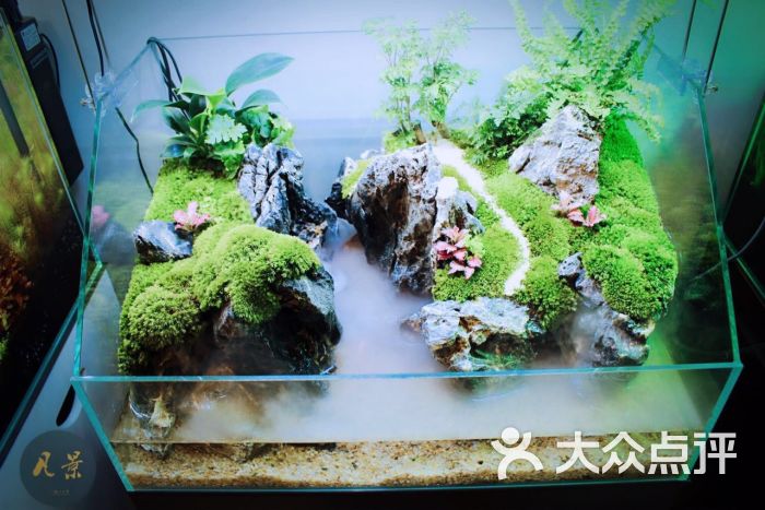 凡景水族馆(造景设计,生态鱼缸)图片 - 第80张