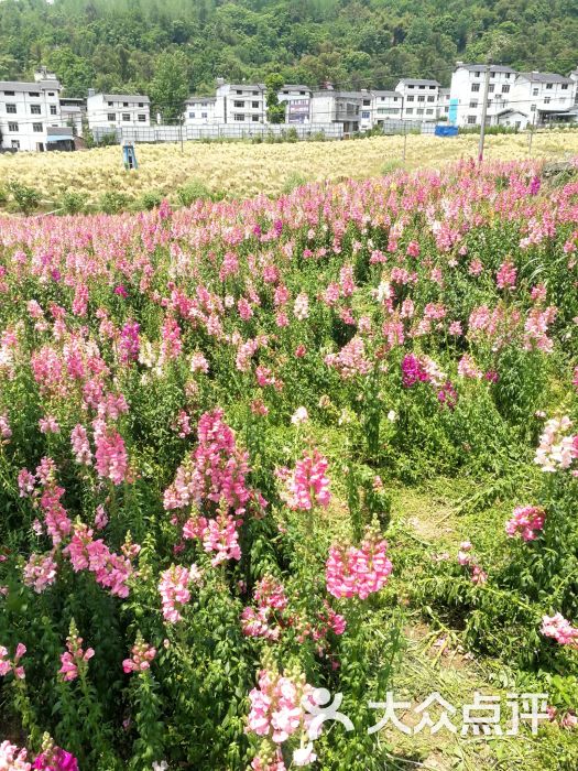 万州奇芳花谷-图片-万州区景点/周边游-大众点评网