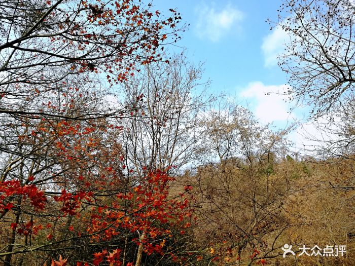 栖霞山名胜风景区红枫树图片 - 第5603张