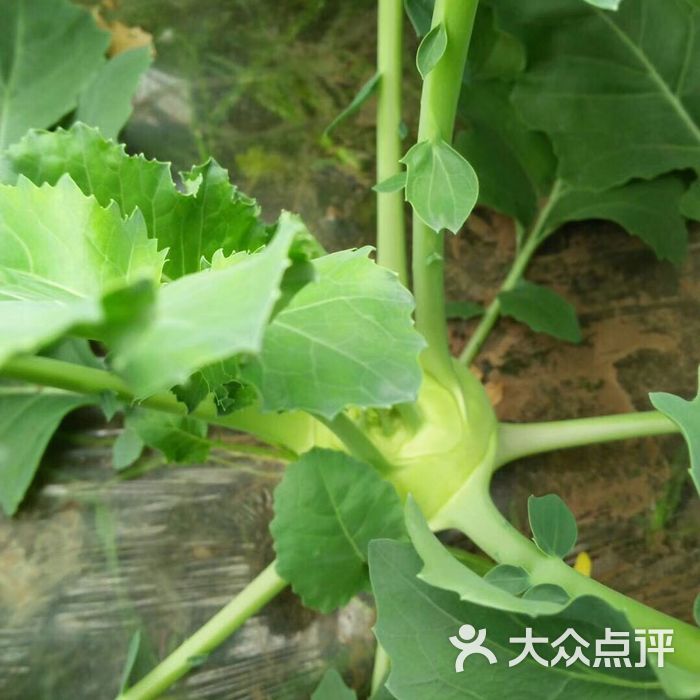 植物纪录社·采摘园菜头图片-北京采摘/农家乐-大众