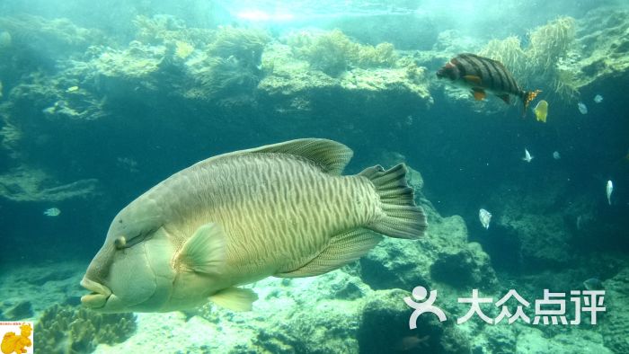 冲绳美丽海水族馆各种鱼类图片 - 第4190张