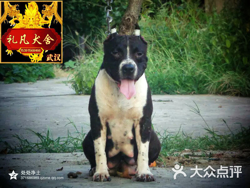 武汉-礼凡犬舍图片 第2张