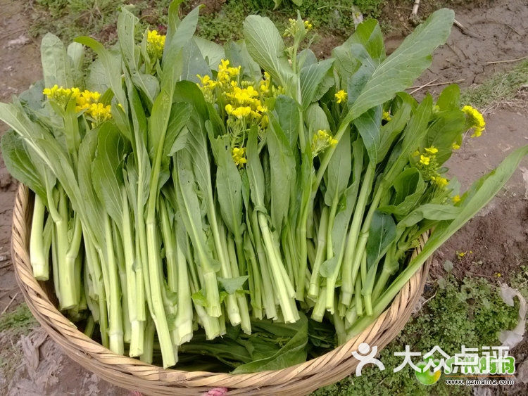 连州白菜心上市