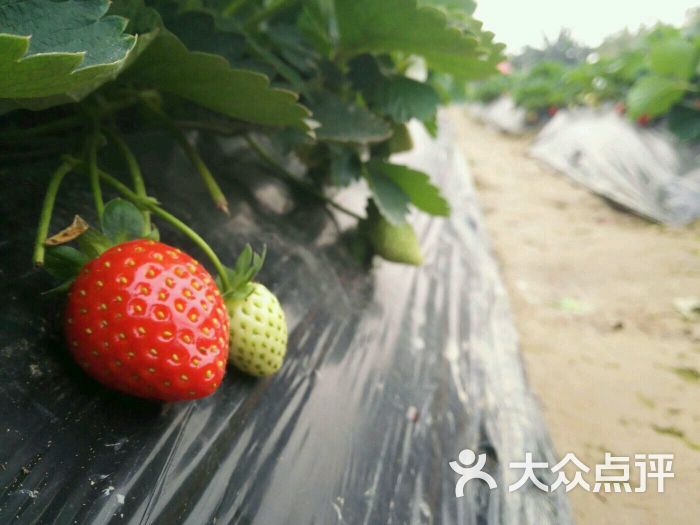 古港草莓园-图片-广州景点