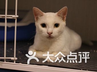 喵不可言宠物店 dl5fZGNCVT7pwqphiwyOlJodNyQ5FjvLcSvMpOIVt_IjB9PnpfRGfwdf-EZnI0Pts9bU8u7TlyVW3ovyQ7Jtmw.jpg