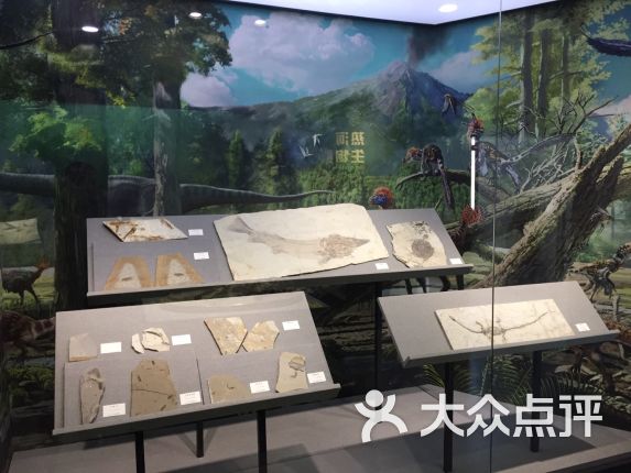 【河北地质博物馆】电话_地址_价格_营业时间