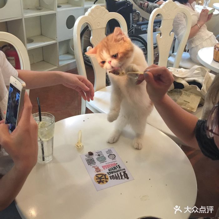 名猫休闲馆猫咪主题咖啡西餐厅(南锣鼓巷店)图片 - 第4197张