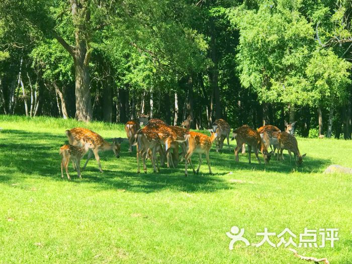 森工平山神鹿旅游区图片 - 第4张