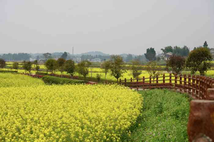 潼南崇龛油菜花景区-"重庆潼南崇龛油菜花景区,距主公