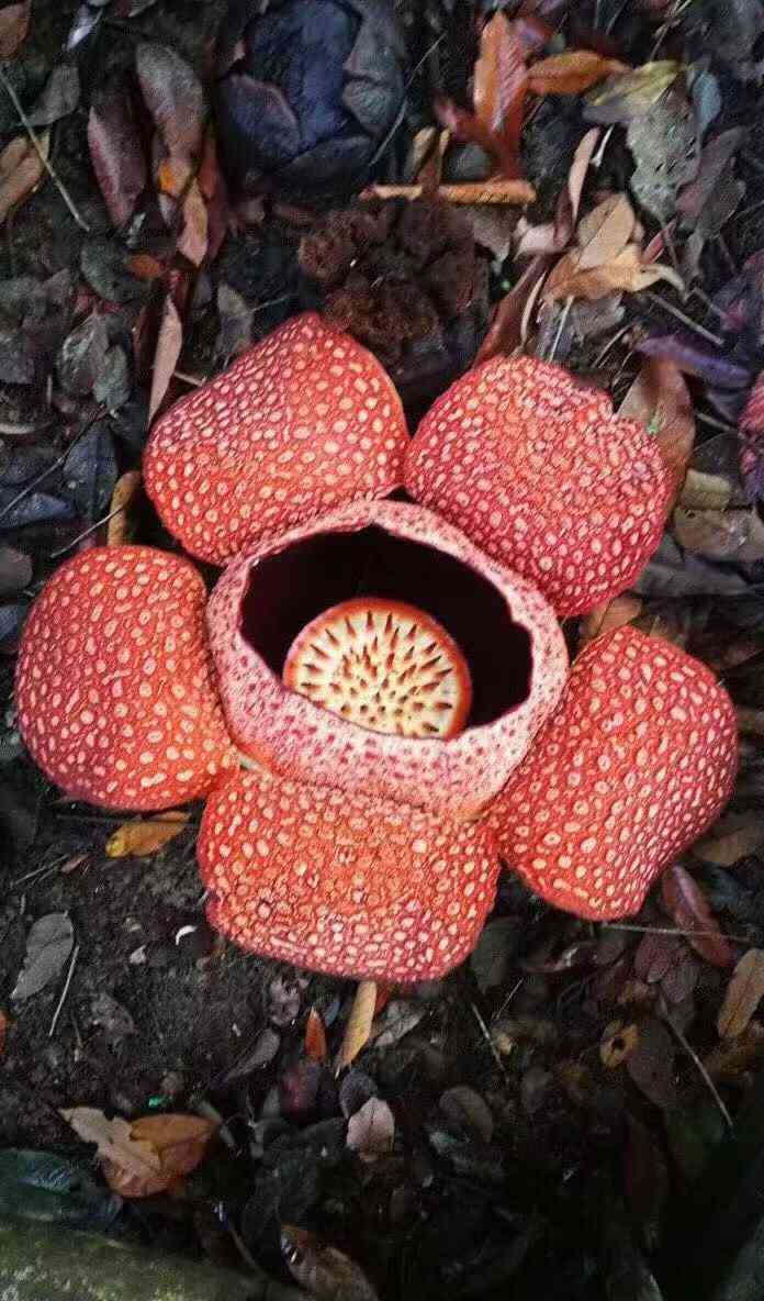 大王花保护区-"世界上最大的花大王花～有世界花王的.