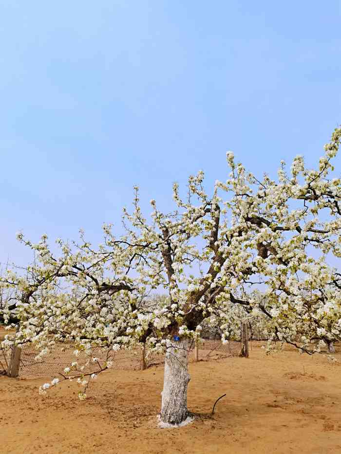 梨花村万亩梨园-"大兴庞各庄镇一年一度梨花节,梨花村已发展.