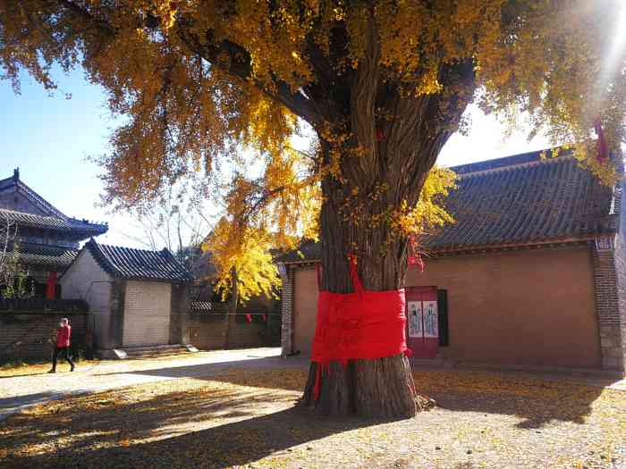 永兴寺-"大连营城子永兴寺千年银杏:感受一千三百余."-大众点评移动版