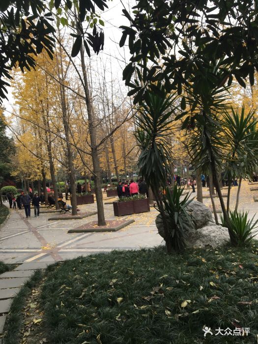 神仙树公园图片
