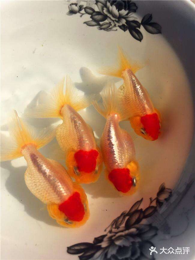 兰寿金鱼