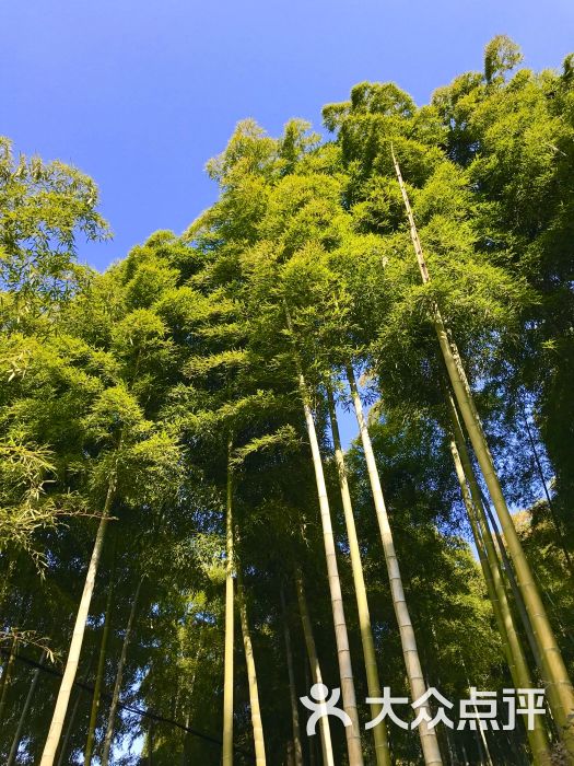 大竹林酒家·农家菜-图片-安吉县美食-大众点评网
