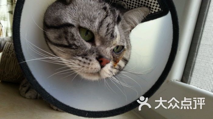 北京宠爱国际动物医院(奥运村店)-图片-北京宠