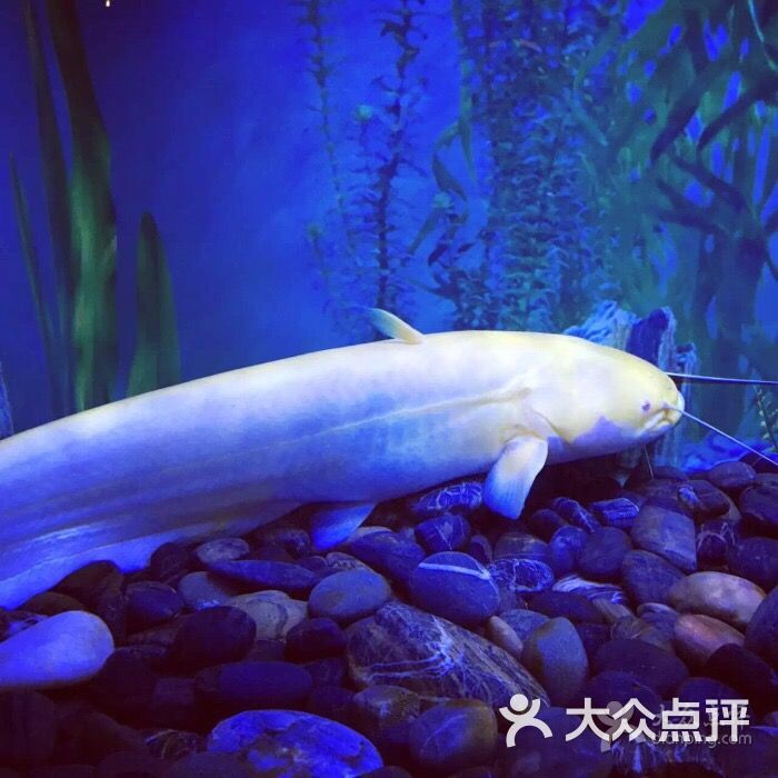 上海海洋水族馆图片 - 第5张