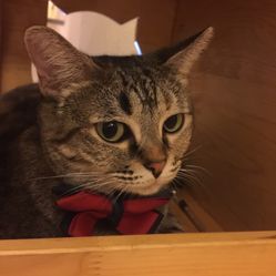 比较便宜的猫咪售卖店 e7oDWiMLY4ieRo_UTm_Y10XMpRJokbBRLymWtFeclcW5m9ai5Dwcre_SlpgUg8LoF5u7J_jS4MuCaeLAHD0KTg.jpg