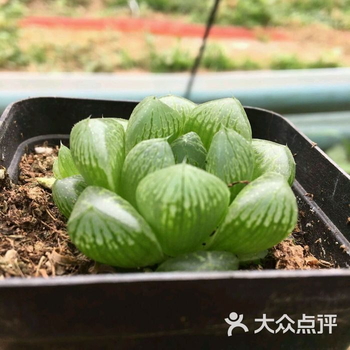 海盗花园多肉馆图片-北京花店-大众点评网