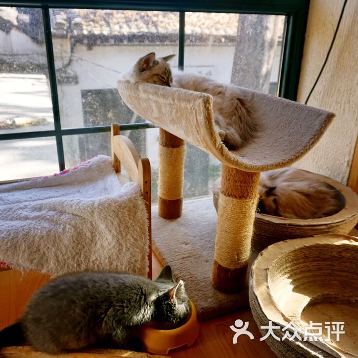 猫小院猫主题餐厅