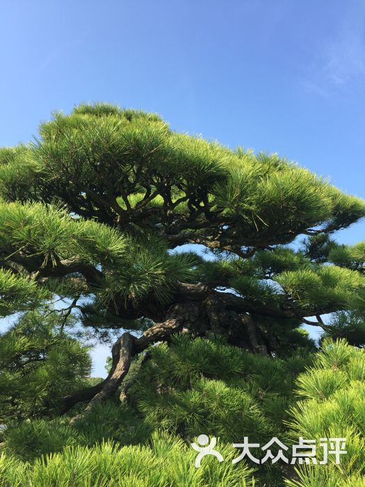 栗林公园-图片-日本景点-大众点评网