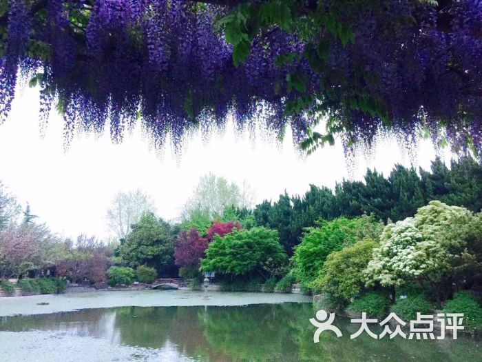 嘉定紫藤园-透明月亮心1202的相册-上海景点