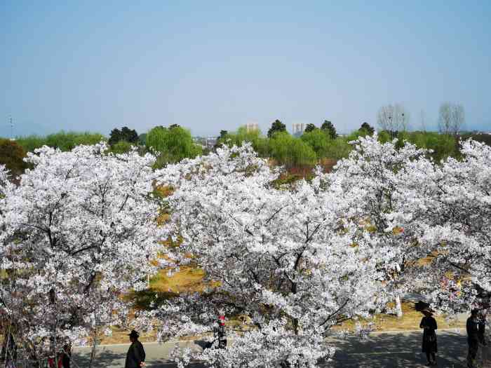 浮山樱花园-""天王浮山樱花园"为家乡美景点个赞.据说