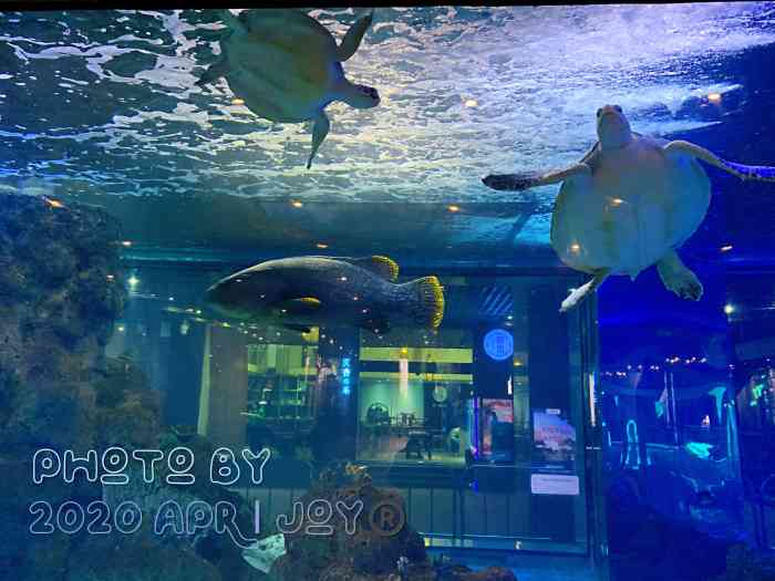 鎏嘉码头水族馆-"这里是一个免费的水族馆虽然不大,也