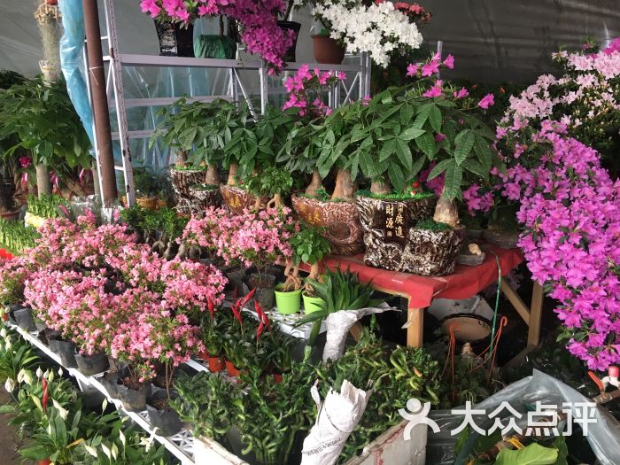 飞越花卉基地图片 - 第3张