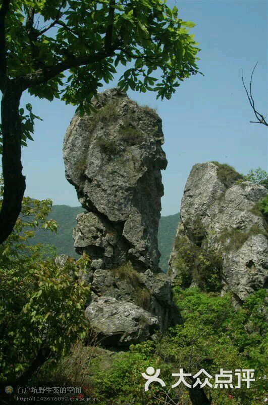 百户坑野生茶-百户坑风景区猴子石图片-泾县休闲娱乐-大众点评网