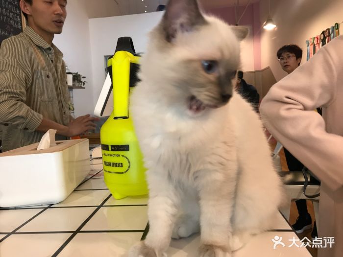 喵先森猫咪主题咖啡馆-图片-银川美食-大众点评网