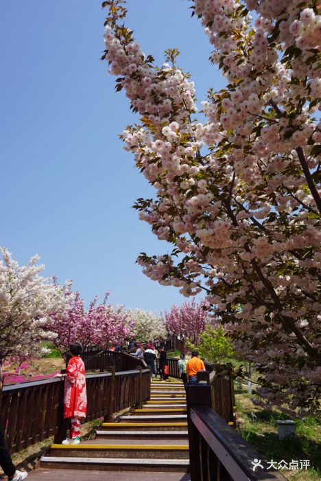 旅顺浪漫樱花园-景点图片-大连周边游-大众点评网