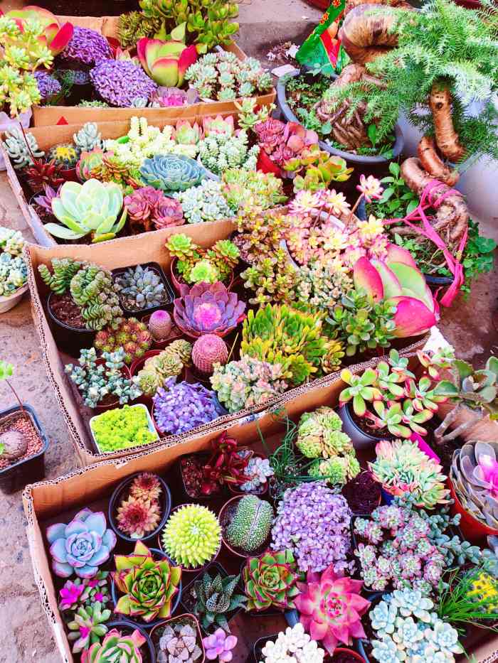 黄山花鸟市场-"云山路这里的花鸟市场,属于离我家最近