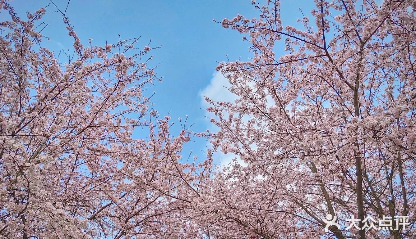 贵州 平坝农场樱花园