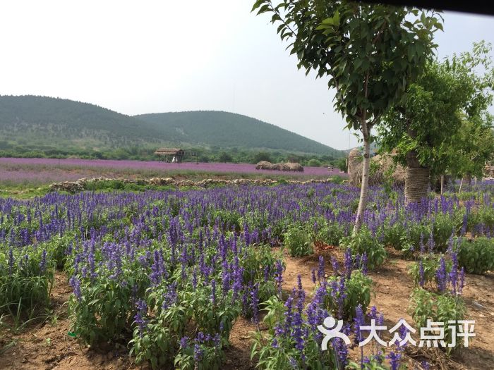 紫海蓝山薰衣草庄园的点评