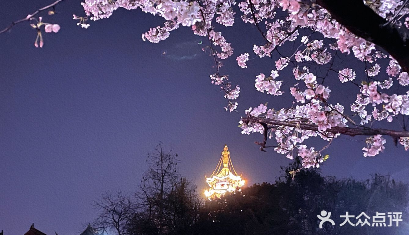 鸡鸣寺夜樱