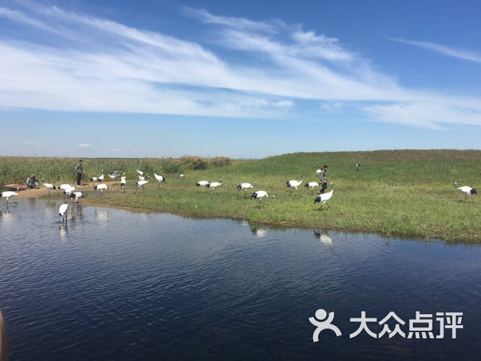 黑龙江扎龙自然保护区-图片-齐齐哈尔周边游-大众点评