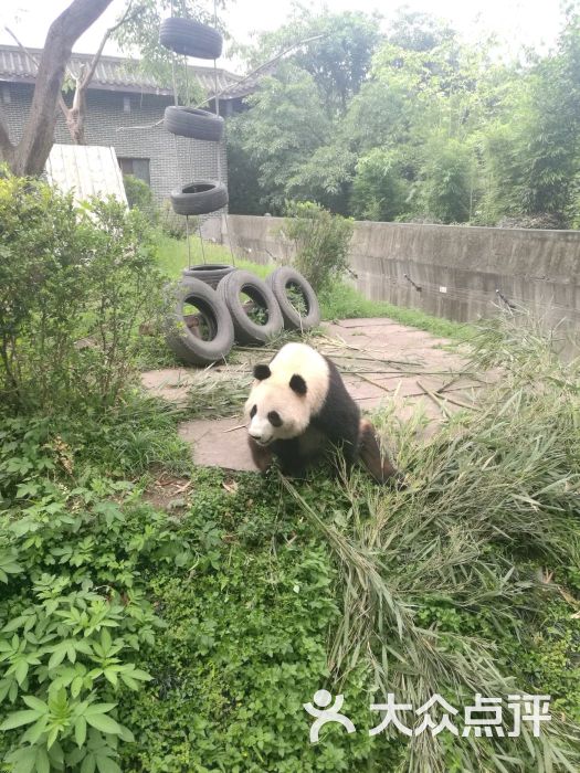 仙芝竹尖熊猫生态园旅游景区-图片-峨眉山市周边游
